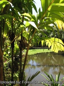 Pinanga kuhlii