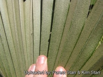 Pritchardia martii
