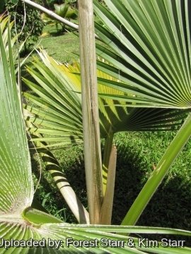 Pritchardia martii