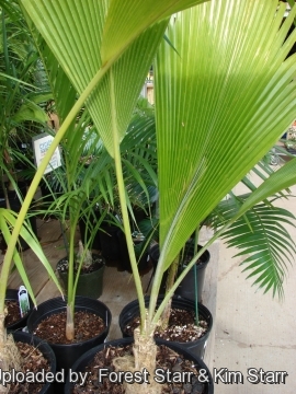 Pritchardia pacifica