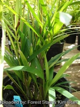 Ptychosperma macarthurii
