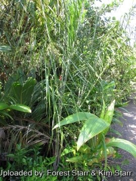 Syagrus romanzoffiana