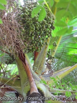 Verschaffeltia splendida