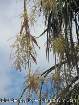 Washingtonia filifera
