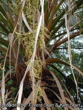Washingtonia robusta
