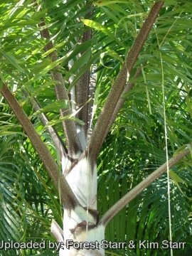 Wodyetia bifurcata