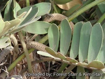 Zamia furfuracea