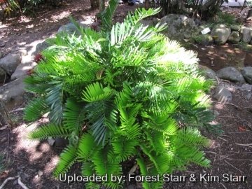 Zamia integrifolia