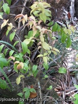 Pereskia aculeata
