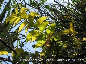 Pereskia aculeata