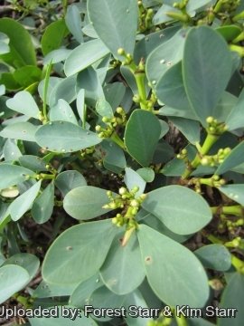 Euphorbia celastroides var. stokesii