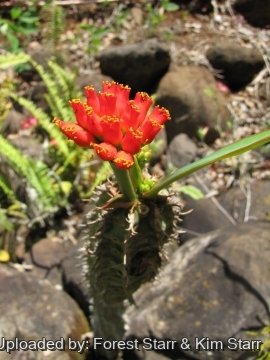 Euphorbia viguieri