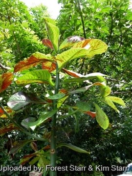 Euphorbia umbellata cv. Rubra