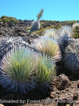 Argyroxiphium sandwicense subs. macrocephalum