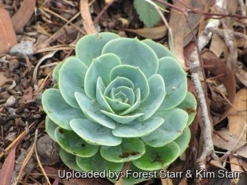 Echeveria secunda