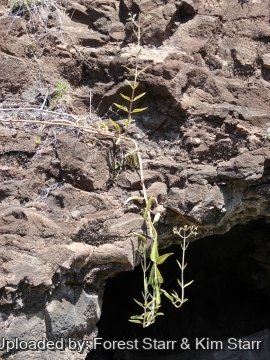 Kalanchoe daigremontiana