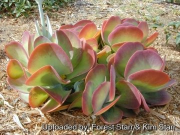 Kalanchoe luciae