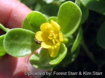 Portulaca lutea