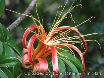 Adansonia madagascariensis