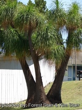 Beaucarnea recurvata