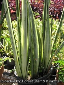 Sansevieria trifasciata cv. Bantel