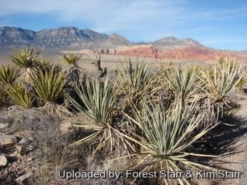 Yucca baccata