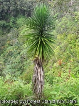 Yucca aloifolia