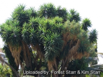 Yucca gigantea