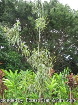 Dracaena angustifolia cv. Honoriae