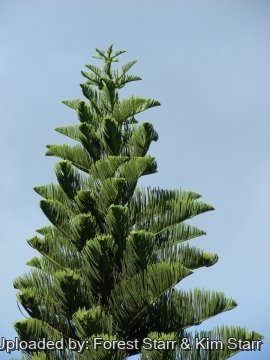 Araucaria columnaris