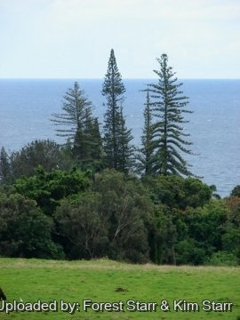 Araucaria heterophylla