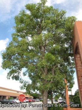 Tabebuia aurea