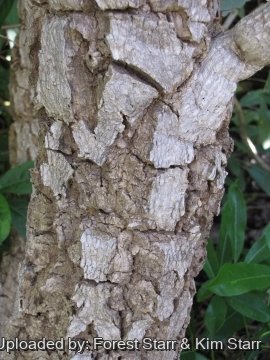 Tabebuia aurea