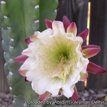 Cereus peruvianus