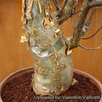 Bursera fagaroides