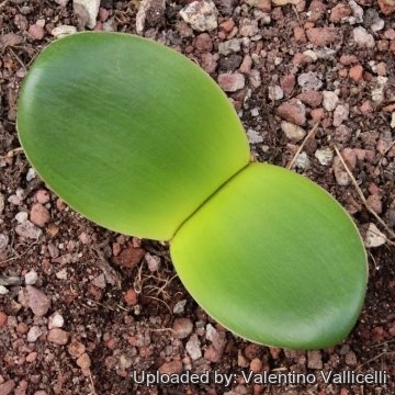 Brunsvigia bosmaniae