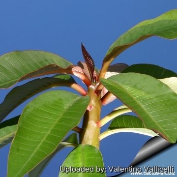 Plumeria rubra