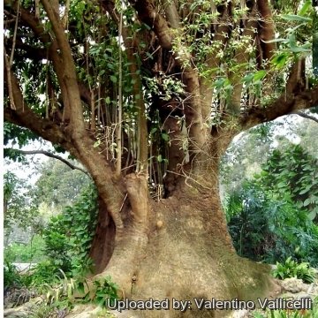 Phytolacca dioica