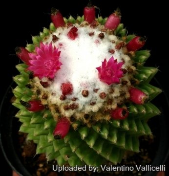 Mammillaria polythele cv. Stachellos