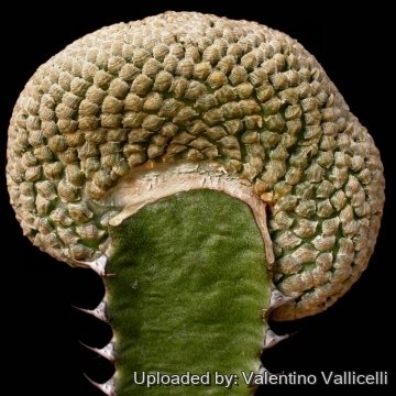 Euphorbia piscidermis f. cristata