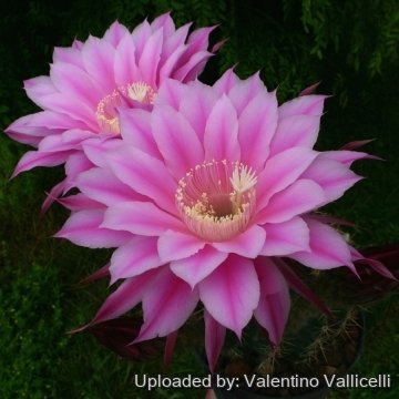Echinopsis cv. Eroica