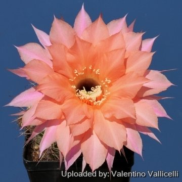 Echinopsis cv. Beautiful Dreamer