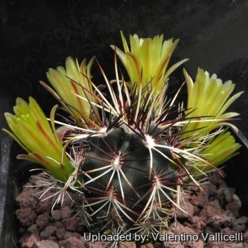 Echinocereus viridiflorus subs. davisii