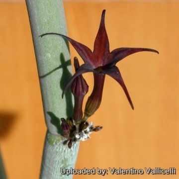 Ceropegia dichotoma subs. fusca
