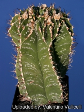 Astrophytum ornatum f. dichotomicum