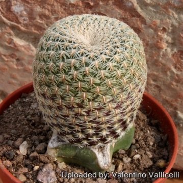 Rebutia heliosoides