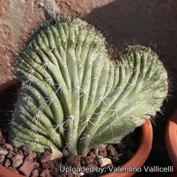 Polaskia chichipe f. cristata