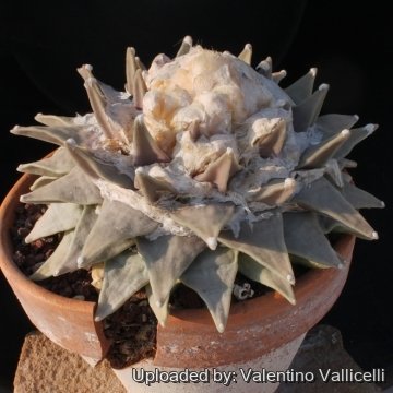 Ariocarpus retusus