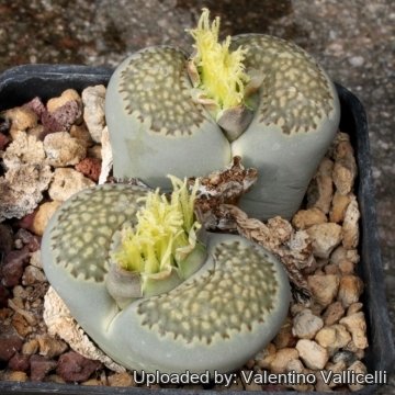 Lithops salicola cv. Anemone