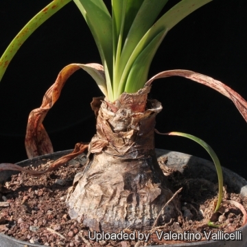 Hippeastrum papilio